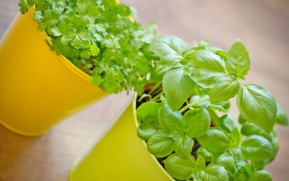 Easy To Grow Herbs