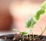 Important Tips for the New Herb Gardener